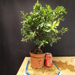 Piracanta fruto amarillo 1