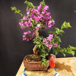 Buganvilla 1