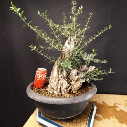 Acebuche 8