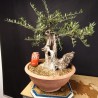 Acebuche 9