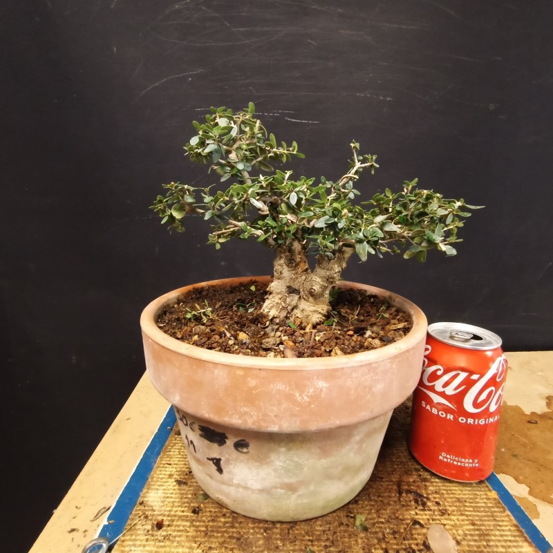 Acebuche 10