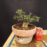 Acebuche 10