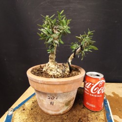 Acebuche 11