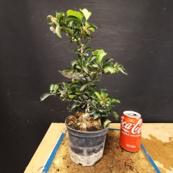 Manzano sargentii 1