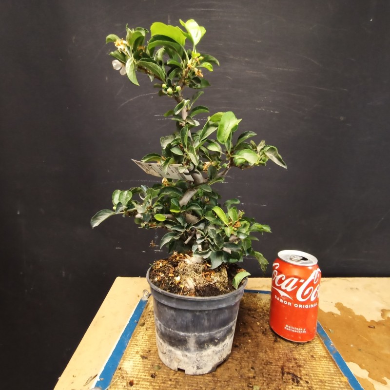 Manzano sargentii 1