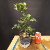 Manzano sargentii 1