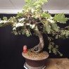 Roble 1