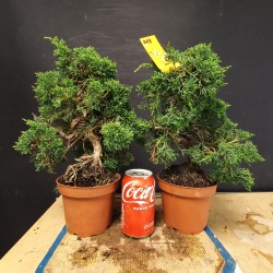 juniperus chinensis kishu pequeño (se envia al azar)