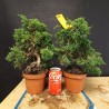 juniperus chinensis kishu pequeño (se envia al azar)