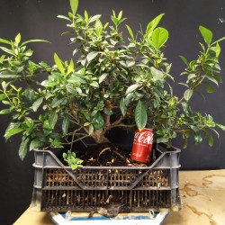 Gardenia 1
