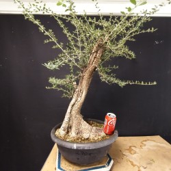 Acebuche 7