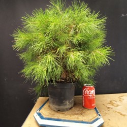 Pinus Halepensis 1