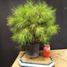 Pinus Halepensis 1