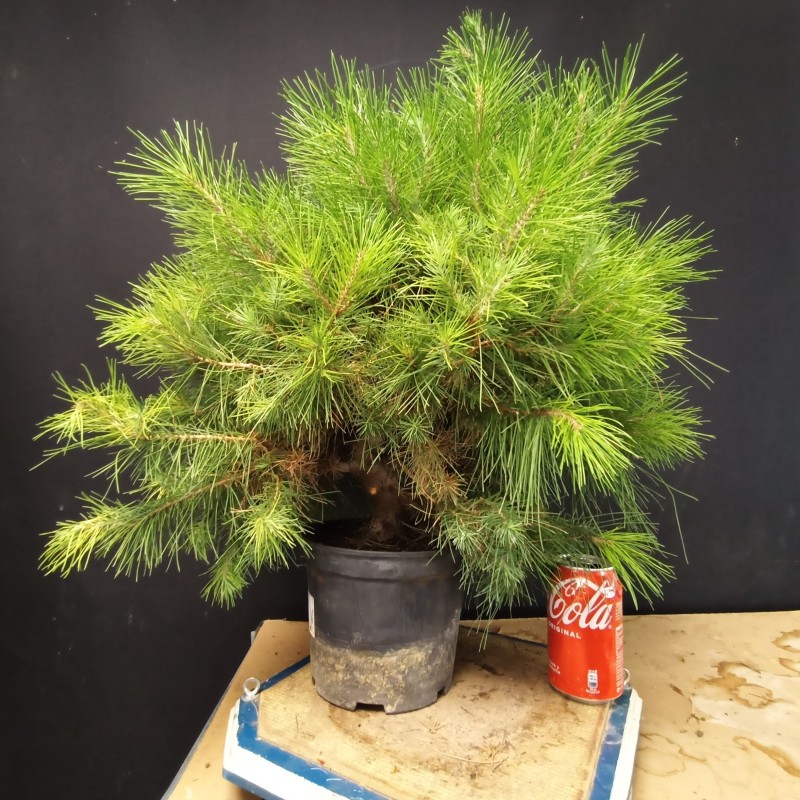 Pinus Halepensis 2