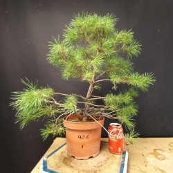 Pinus sylvestris 1