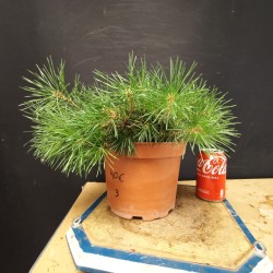 Pinus sylvestris 3