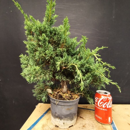 juniperus chinensis kishu 1