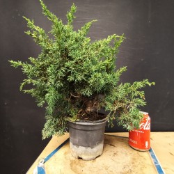 juniperus chinensis kishu 2