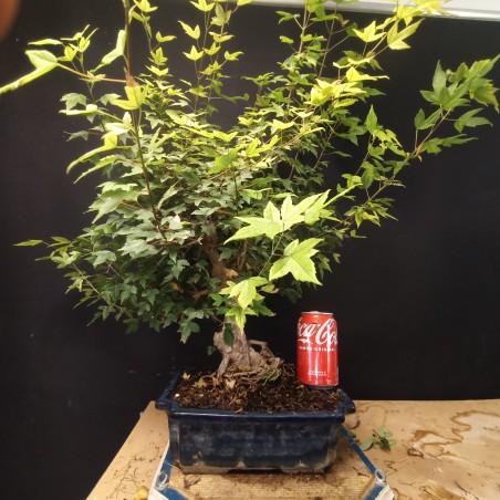 Acer Buerguerianum 2