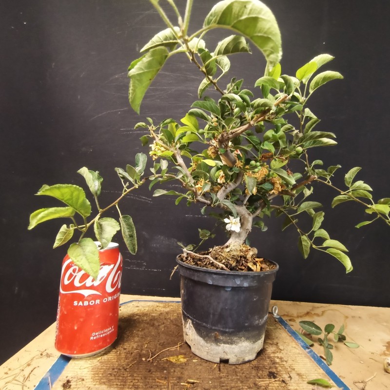Manzano sargentii 2