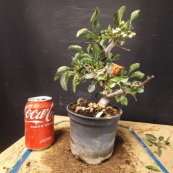 Manzano sargentii 3