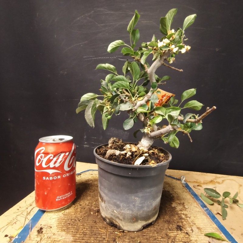 Manzano sargentii 3