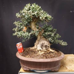 Acebuche 7