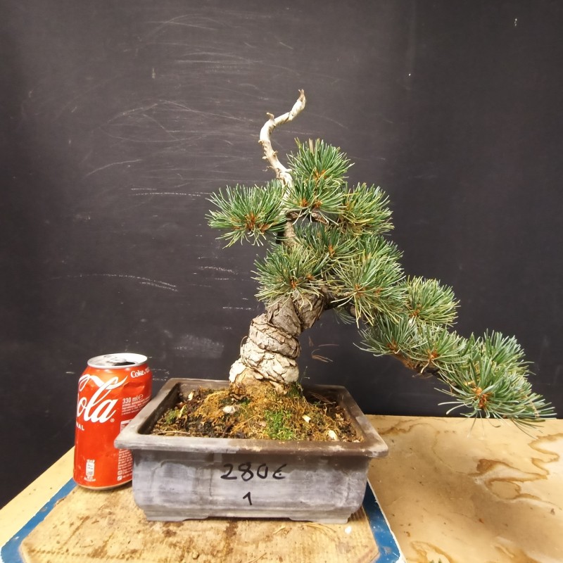 Pino Pentaphylla 1