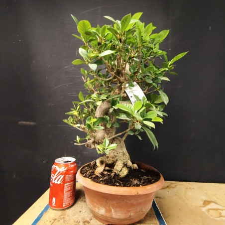 Gardenia 1