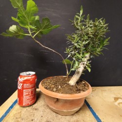 Acebuche 8