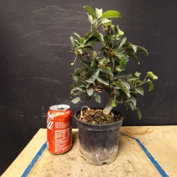 Manzano sargentii 4
