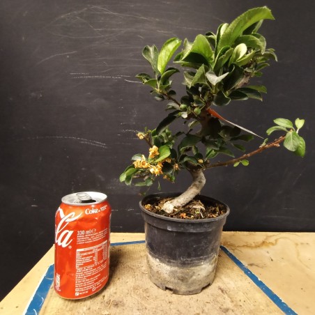 Manzano sargentii 5