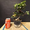 Manzano sargentii 5