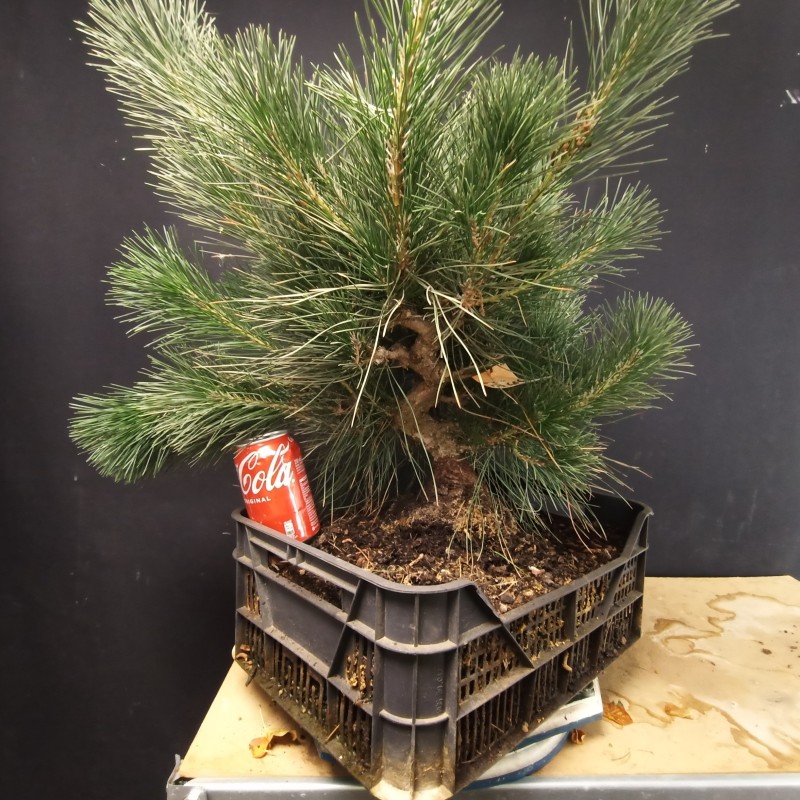 Pinus Tumbergii 4