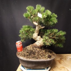 Pino Senjumaru 2