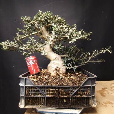 Acebuche 3