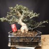 Acebuche 3