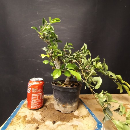 Manzano sargentii 6