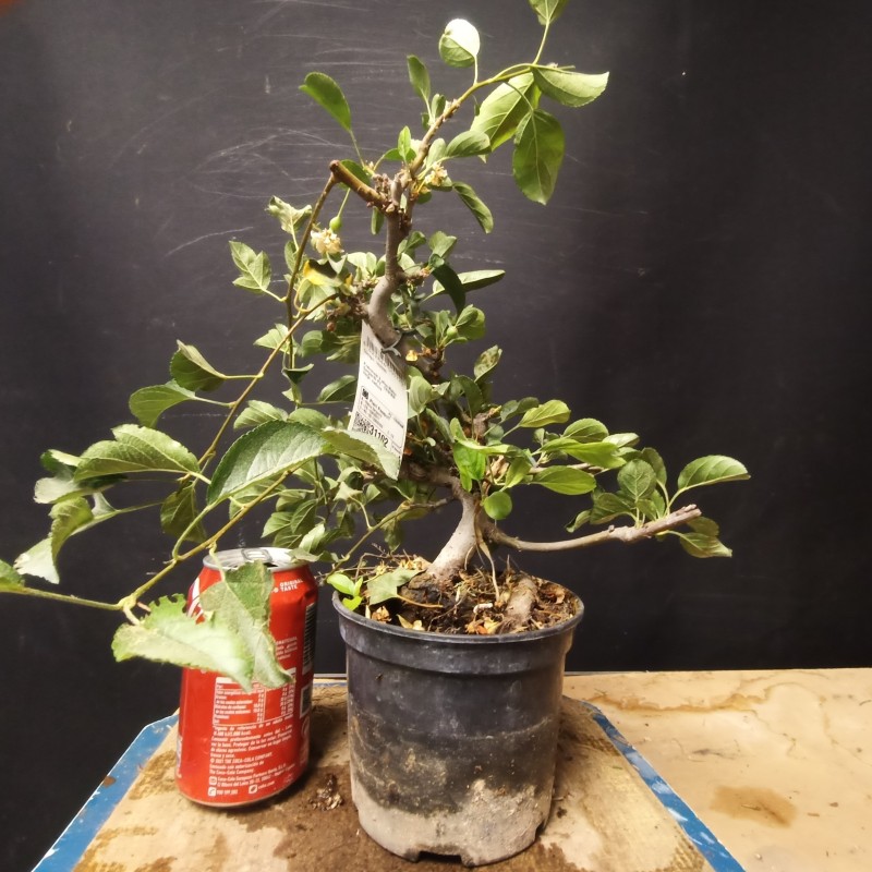 Manzano sargentii 7
