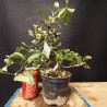 Manzano sargentii 7