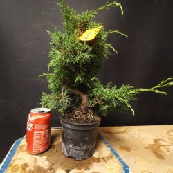 juniperus chinensis kishu 1