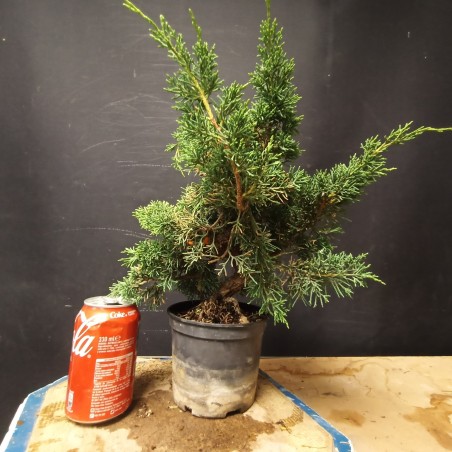 juniperus chinensis kishu 2