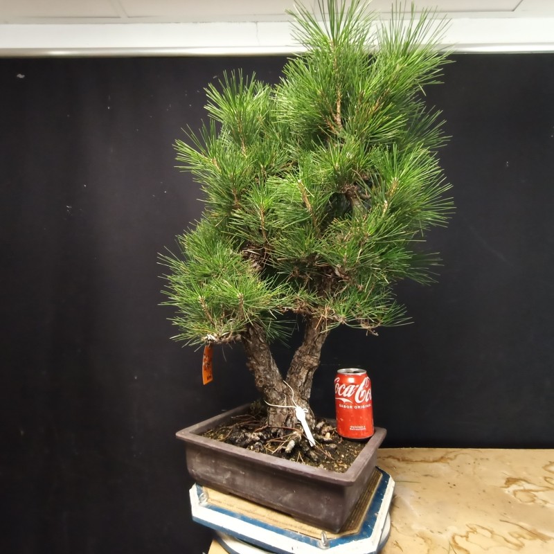 Pinus Tumbergii 2