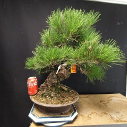Pinus Tumbergii 5