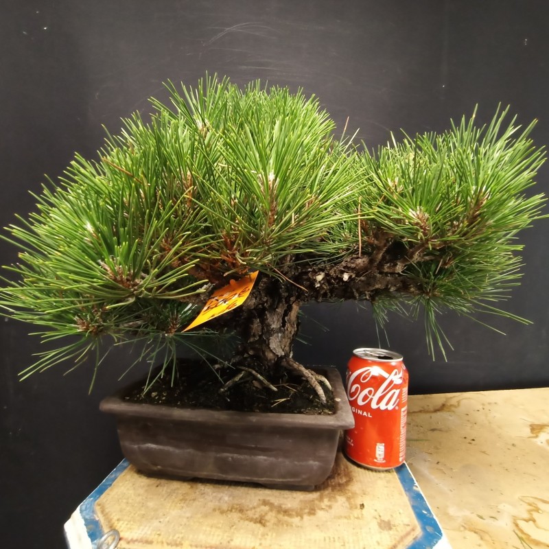 Pinus Tumbergii 6