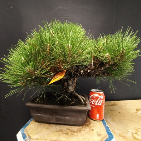 Pinus Tumbergii 6