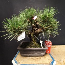 Pinus Tumbergii corticosa 1