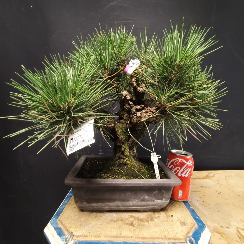 Pinus Tumbergii corticosa 1