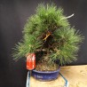 Pinus Tumbergii corticosa 2