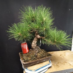 Pinus Tumbergii 7